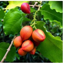 Peanut Butter Fruit 